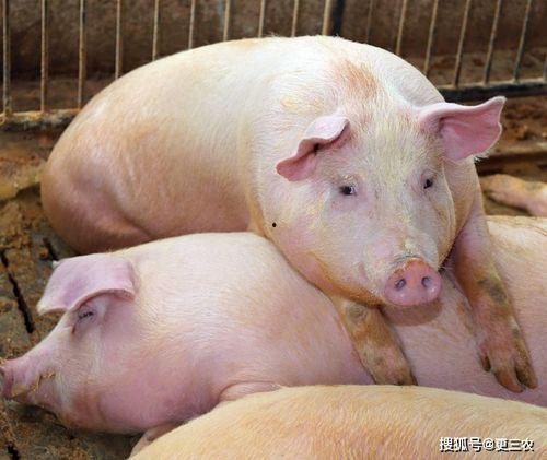 梦见白猪吃角瓜,白猪吞噬角瓜的神秘寓言