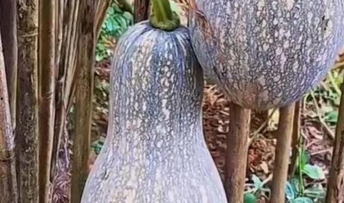 吃中药可以吃小瓜嘛,小瓜与中药同食的适宜性探讨